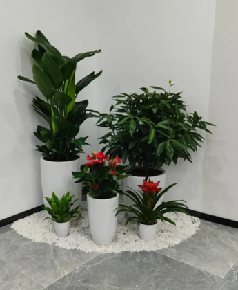 慈溪绿化养护投资回报-镇海室内植物出租价格-北仑花卉租赁方案设计-宁波室内绿植租赁